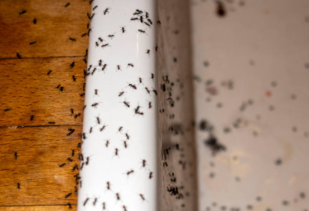 Best Ant Control Services  in Port Byron, IL